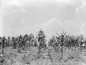 Sweet Corn Prints: Drought corn, Central Georgia, 1936. Creator: Dorothea Lange