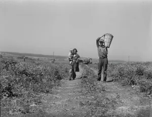 Americans Prints: Drought refugees from Oklahoma at work in the pea fields near Nipomo