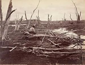Dead Tree Prints: Drowned Lands Of The Raquette Lake, Printed 1888. Creator: Seneca Ray Stoddard