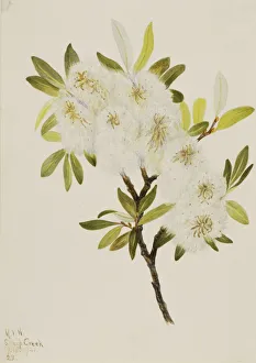 Watercolor On Paper Prints: Drummond Willow (Salix drummondiana), 1921. Creator: Mary Vaux Walcott