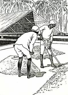 Drying the Cocoa, 1912. Artist: Charles Robinson