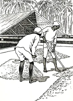 More About The Empire Prints: Drying the Cocoa, 1912. Artist: Charles Robinson