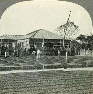 Scaffolding Prints: Drying Coffee in the Sun, State of Sao Paulo, Brazil, c1930s. Creator: Unknown
