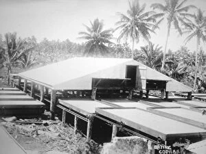 Coconut Gallery: Drying copra, Solomon Island, Fiji, 1905