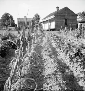 Furrows Prints: Drying up corn, Near Eutaw, Alabama, 1936. Creator: Dorothea Lange