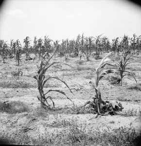 Climate Prints: Drying up corn near Eutaw, Alabama, 1936. Creator: Dorothea Lange