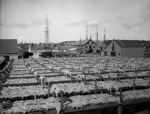 Transparency Prints: Drying fish, Gloucester, Mass. c1906. Creator: Unknown