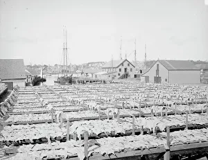Massachusetts United States Prints: Drying fish, Gloucester, Mass. c1906. Creator: Unknown