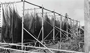 Rack Prints: Drying nets, between c1900 and c1930. Creator: Unknown