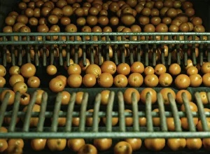 Citrus Fruit Industry Gallery: Drying oranges at a co-op orange packing plant, Redlands, Calif. 1943. Creator: Jack Delano