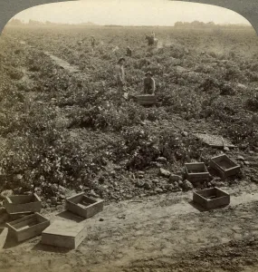 Raisin Prints: Drying raisins, Fresno, San Joaquin Valley, California, USA. Artist: Underwood & Underwood