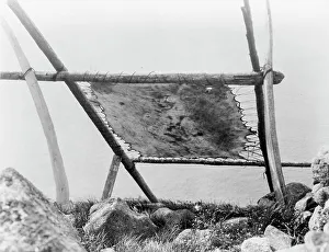 Eskimo Prints: Drying walrus hide, Diomede, Alaska, c1929. Creator: Edward Sheriff Curtis