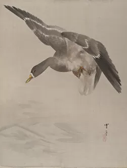 Album Leaf Gallery: Duck, ca. 1887. Creator: Watanabe Seitei