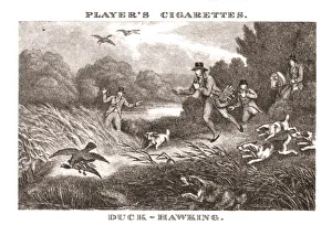 Birds Of Prey Gallery: Duck-Hawking, (1924). Creator: Unknown