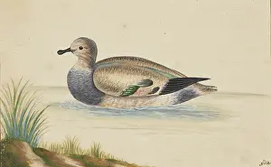 Natural History Prints: Duck swimming to the left, 17th century. Creator: Pieter Holsteyn