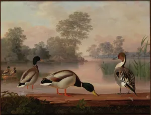 Wright Magnus Von Prints: Ducks, 1853. Creator: Magnus von Wright