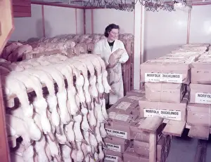 Carcass Prints: Ducks in cold storage, turkey and duck farm