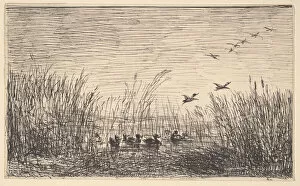 Charles Francois Daubigny Collection: Ducks in the Marshes, [1862], reprinted 1921. Creator: Charles Francois Daubigny