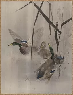 Mallard Gallery: Ducks in the Rushes, ca. 1887. Creator: Watanabe Seitei