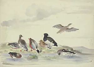 Eight ducks of various species on the water, 17th century. Creator: Pieter Holsteyn