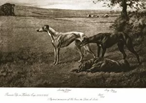 British Sports And Sportsmen Collection: The Duke of Leeds hounds, 1911. Creator: Maud Earl