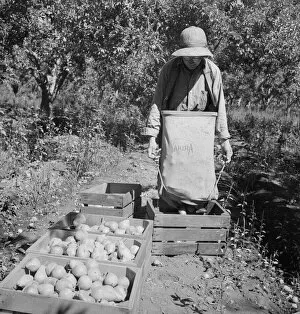 Dumping full sack of picked pears to lug box... Yakima Valley, Wahington, 1939. Creator: Dorothea Lange