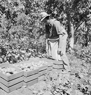 Dumping full sack of picked pears to lug box... Yakima Valley, Washington, 1939. Creator: Dorothea Lange