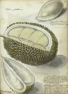 Cross Section Prints: Durian, 1784. Creator: Jan Brandes
