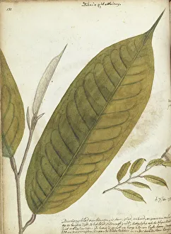 Java Indonesia Prints: Durian leaf, 1785. Creator: Jan Brandes