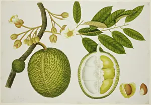 Seed Prints: Durio Zibethinus (Bombacaceae), c1824. Creator: Unknown