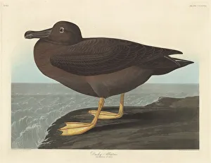 Robert Havell Prints: Dusky Albatros, 1838. Creator: Robert Havell