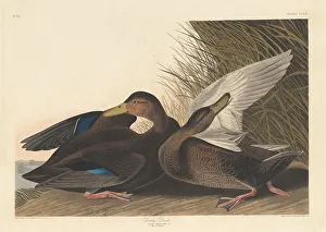 Robert Havell Prints: Dusky Duck, 1836. Creator: Robert Havell
