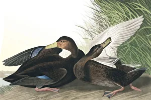 John James Audubon 1785 1851 Prints: Dusky Duck, Anas Obscura, 1845
