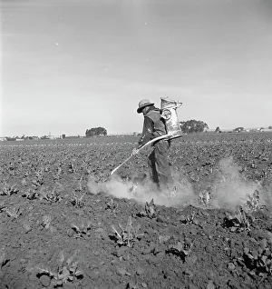 Dusting Prints: Dusting cauliflower plants near Santa Maria, California, 1937. Creator: Dorothea Lange
