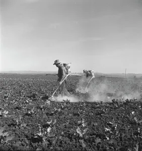 Dusting Prints: Dusting cauliflower plants near Santa Maria, California, 1937. Creator: Dorothea Lange