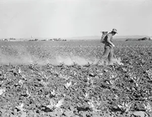 Dusting Prints: Dusting cauliflower plants near Santa Maria, California, 1937. Creator: Dorothea Lange