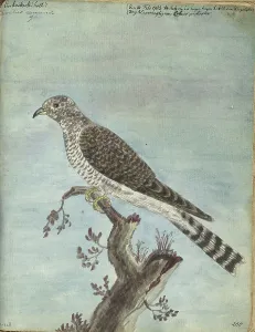 Brandes Jan Prints: Dutch cuckoo, 1770-1787. Creator: Jan Brandes