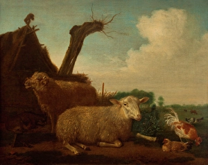 Rooster Prints: Dutch landscape with sheep, ram