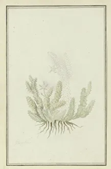 Succulent Prints: Duvalia caespitosa (Masson) Haw (Milkweed), 1777-1786. Creator: Robert Jacob Gordon