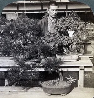 Dwarf pines and maples in Count Okumas greenhouse, Tokyo, Japan, 1904. Artist: Underwood & Underwood