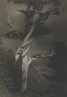 The United States Prints: The Dying Cedar, 1908. Creator: Brigman, Anne W. (1869-1950)
