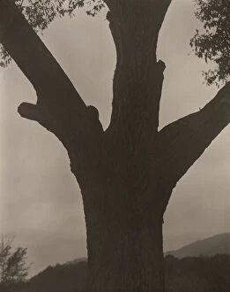 Chestnut Tree Collection: The Dying Chestnut, 1919. Creator: Alfred Stieglitz