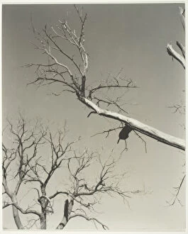 Chestnut Tree Collection: The Dying Chestnut Tree—My Teacher, 1927. Creator: Alfred Stieglitz