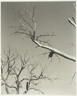 Chestnut Tree Collection: The Dying Chestnut Tree—My Teacher, 1927. Creator: Alfred Stieglitz