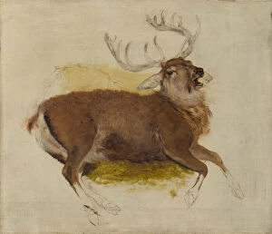 Landseer Gallery: Dying Stag, ca. 1830. Creator: Edwin Henry Landseer