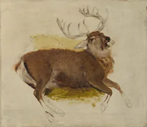 Antler Prints: Dying Stag, ca. 1830. Creator: Edwin Henry Landseer