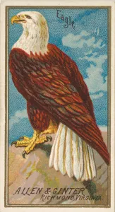 Tail Feather Prints: Eagle, from the Birds of America series (N4) for Allen & Ginter Cigarettes Brands