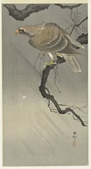 Koson 1877 1945 Prints: Eagle on branch, 1900-1910. Creator: Ohara, Koson (1877-1945)