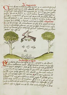 Fables Prints: An Eagle Flying over a Swarm of Insects; Fables