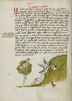Wading Bird Prints: An Eagle Sitting in a Tree, a Stork with its Neck in a Hole